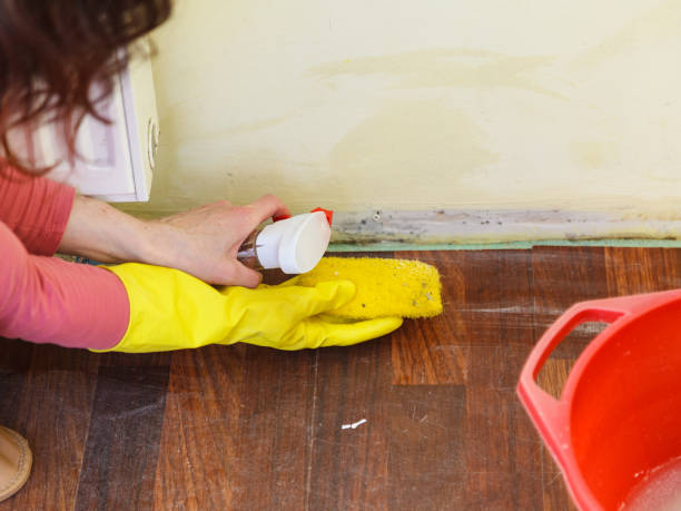 Asbestos and Lead Testing During Mold Inspection in Indian River, MI